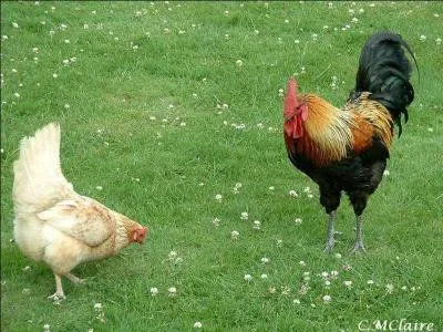 Combien y a-t-il de poules dans le -------- ?