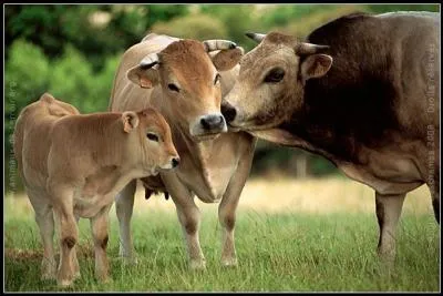 Le veau nouveau-n aime  se tenir ------- de sa mre.