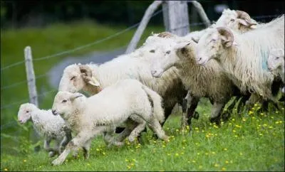 Les agneaux batifolent dans les -----.