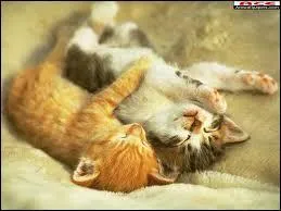 Sur quel continent taient-ils diaboliss au Moyen Age ?