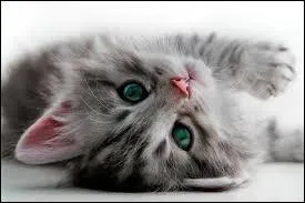 De combien d'heures de sommeil le chat a-t-il besoin ?