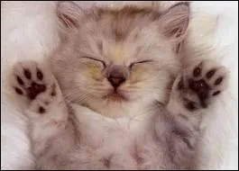 Le chat est un prdateur...