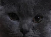 Quiz Bien connaître les chats