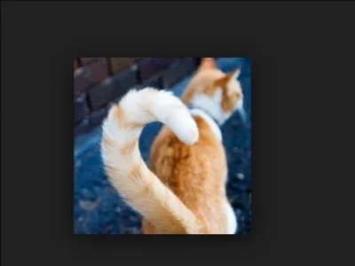 Pourquoi le chat remue-t-il la queue ?