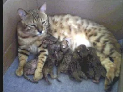 A partir de combien de temps une chatte peut-elle faire des bbs ?