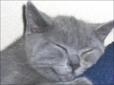 A quel ge un chat est-il adulte ?