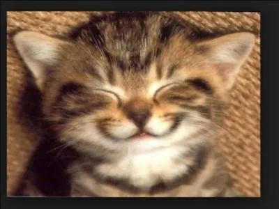 Pourquoi les chats ronronnent-ils ?