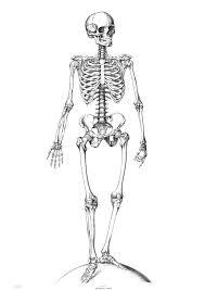 Quiz Anatomie