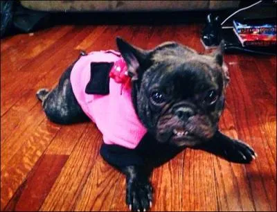 Comment s'appellent les chiens de Nia ?