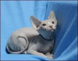 Mamma mia ! Un chat sans poil ! De quelle race est-il issu ?