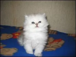 Chat rput grce au clbre  Garfield  et son poil trs soyeux ! Quelle est sa race ?