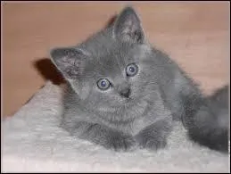 Ce chat d'origine franaise est aussi trs lgant ! Quelle est sa race ?