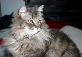 Place au roi de tous les chats ! De quelle race est-il issu ?