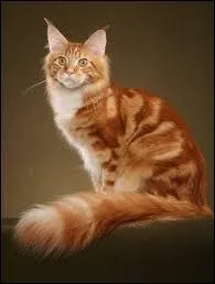 Place  un des chats les plus gants du monde ! Il est trs recherch par sa taille. Quelle est sa race ?