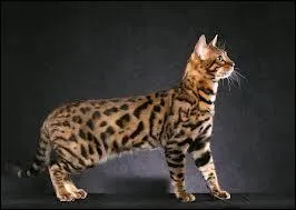 Malheureusement on doit se quitter sur ce chat  ne pas confondre avec un lopard ! Pas tonnant qu'on le surnomme  le lopard d'appartement  Quelle est sa race ?