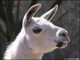 Quel est le cri du lama ?