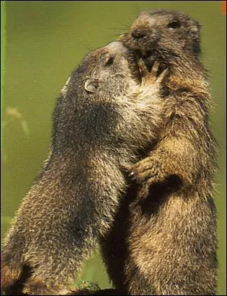 Pendant sa priode d'hibernation, la marmotte se rveille toutes les quatre semaines, pourquoi ?