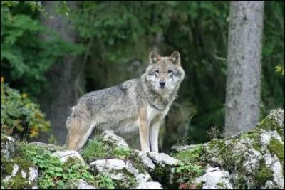 Dans quel massif franais le Loup est-il rapparu en 1992 ?
