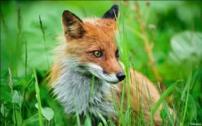 Comment s'appelait anciennement le renard ?