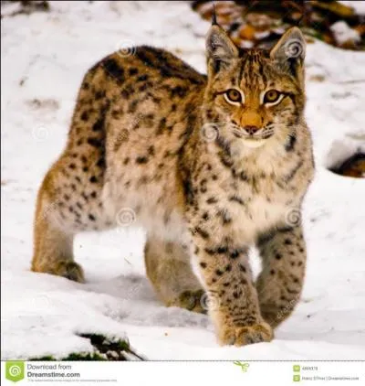 Quel est ce flin aux jambes longues et pattes volumineuses ?