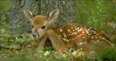 Si vous avez le bonheur de rencontrer un faon sur une route de montagne, est-il exact qu'il ne faille pas le toucher, car sa mre le rejetterait ?