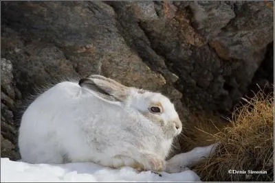 Le livre appel  Blanchon est :