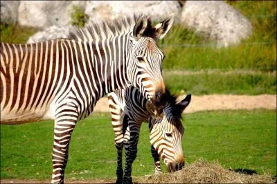 Comment s'expriment tous les autres zbres ?