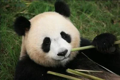 Le panda est un animal carnivore :
