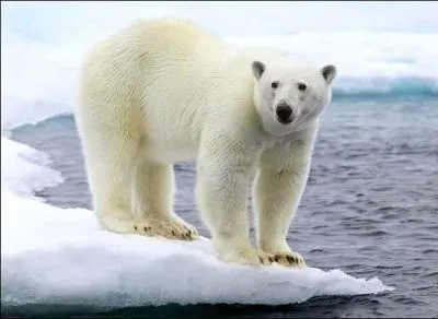 L'ours polaire est blanc, mais de quelle couleur est sa peau ?