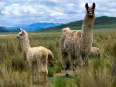 Le lama est un :