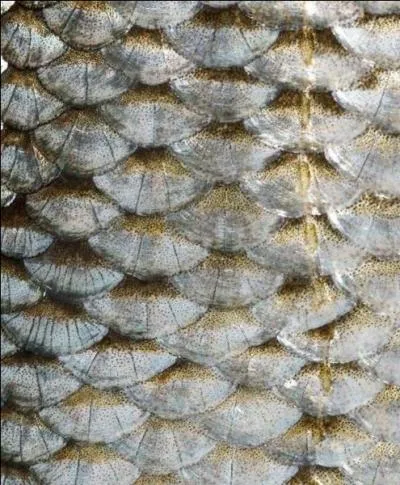 Musiciens jusqu'au bout des lvres, certains utilisent des pseudo-instruments, tels les feuilles de lierre, des brins d'herbe, et mme des cailles de...