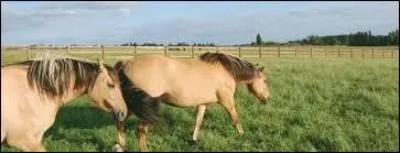 Quelle est cette race ?