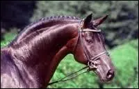 Quelle est cette race ?