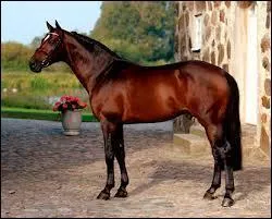 Quelle est cette race ?