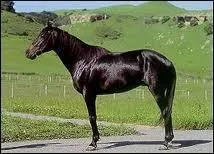 Quelle est cette race ?