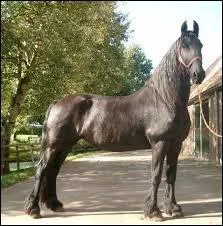 Quelle est cette race ?