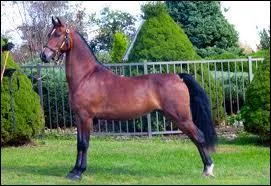 Quelle est cette race ?