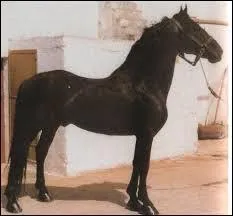 Quelle est cette race ?