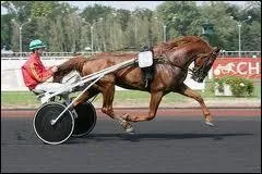 Quelle est cette race (en gnral) ?