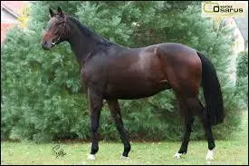 Quelle est cette race ?