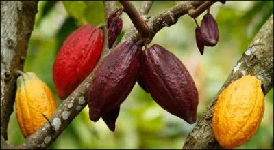 Par quel peuple fut confectionne la premire boisson  base de cacao appele :  tchacahoua  ou  tchocoatl 