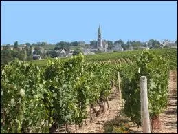 Vous voyez au bout de ces vignes la commune Angevine de Faye-d'Anjou. Elle se situe en rgion ...