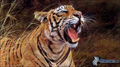 Le tigre aime l'eau et sait trs bien nager :