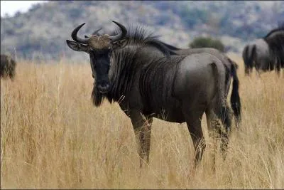 Le gnou est une antilope :