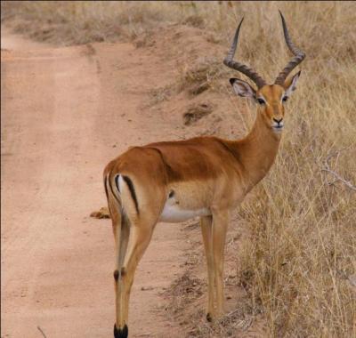 L'impala, très agile, peut faire des sauts de 10 mètres de long :