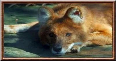 Le dhole est un chien sauvage ...