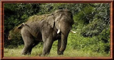 Quel poids de nourriture un lphant ingurgite-t-il par jour ?