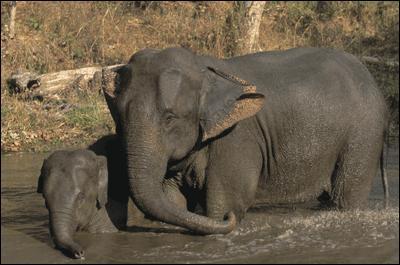 Combien pèse un éléphanteau à sa naissance ?