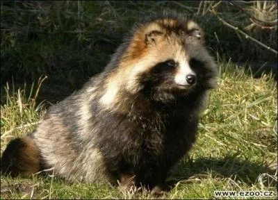 Le chien viverrin est un canid qui hiberne :