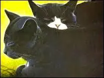 Comment s'appelle le solitaire qu'ils rencontrent en revenant de la Pierre de Lune ?